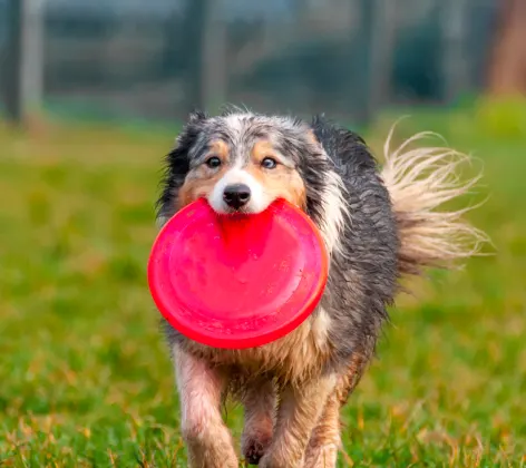 Dog holding red frisbee in mouth